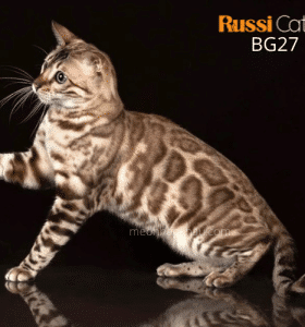 Mèo Bengal mink nhập Nga