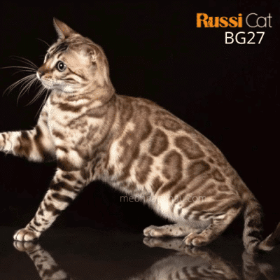 Mèo Bengal mink nhập Nga