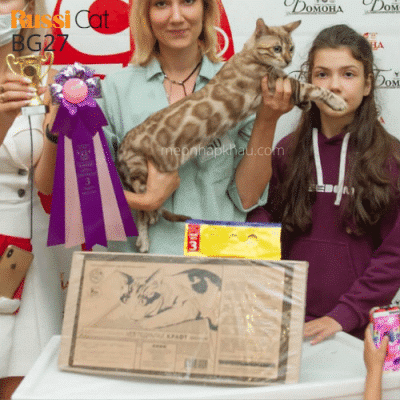 Mèo Bengal mink nhập Nga