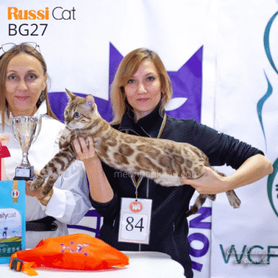Mèo Bengal mink nhập Nga