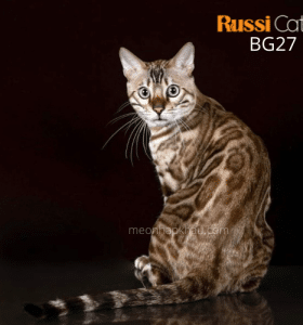 Mèo Bengal mink nhập Nga