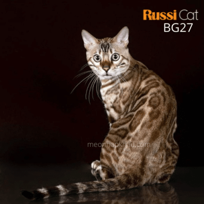 Mèo Bengal mink nhập Nga