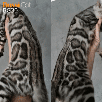 Mèo Bengal silver nhập nga