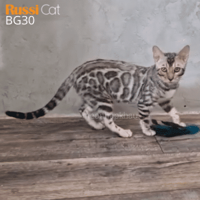 Mèo Bengal silver nhập nga