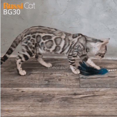 Mèo Bengal silver nhập nga