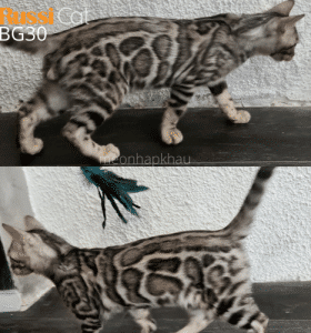 Mèo Bengal silver nhập nga