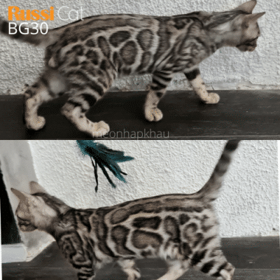 Mèo Bengal silver nhập nga