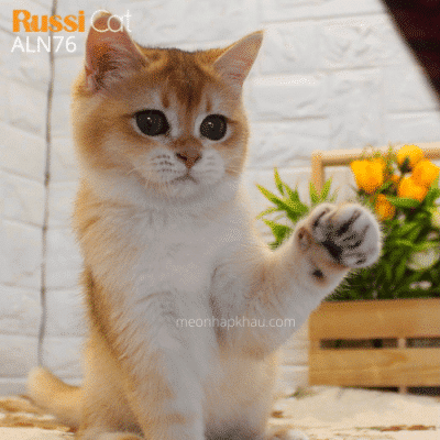 Mèo Golden ny12 cái đang bầu với by12