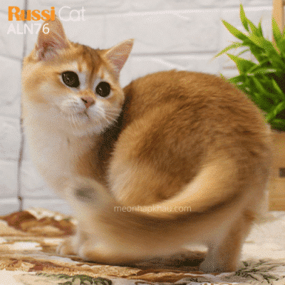 Mèo Golden ny12 cái đang bầu với by12