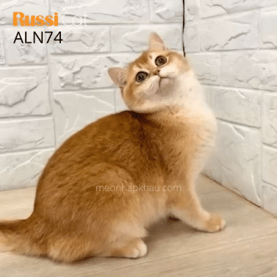 Mèo Golden ny12 nhập Nga