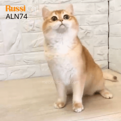 Mèo Golden ny12 nhập Nga