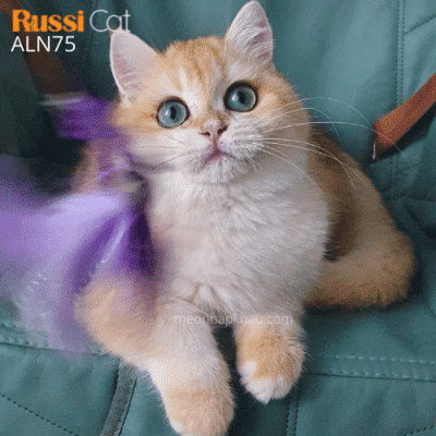 Mèo Golden ny12 nhập Nga