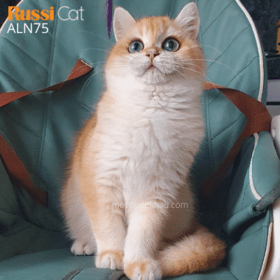 Mèo Golden ny12 nhập Nga