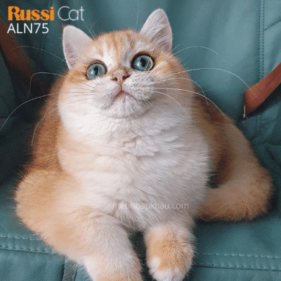 Mèo Golden ny12 nhập Nga