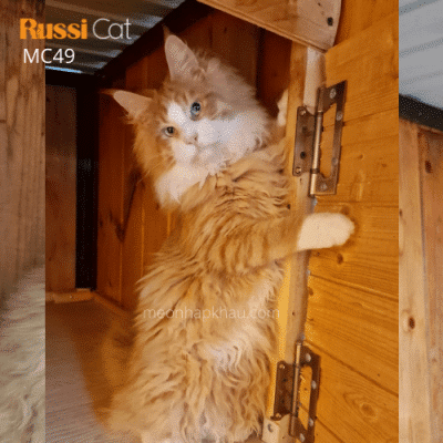 Mèo Maine Coon bicolor nhập Nga