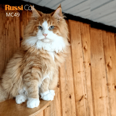 Mèo Maine Coon bicolor nhập Nga