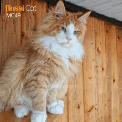 Mèo Maine Coon bicolor nhập Nga