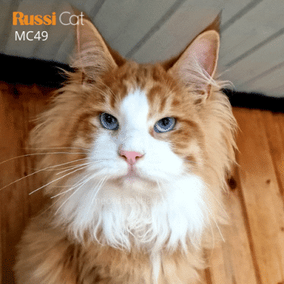 Mèo Maine Coon bicolor nhập Nga