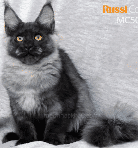 Mèo Maine Coon nhập Nga