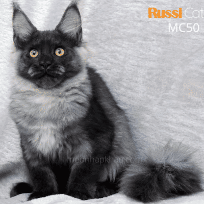 Mèo Maine Coon nhập Nga