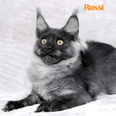 Mèo Maine Coon nhập Nga