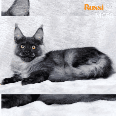 Mèo Maine Coon nhập Nga