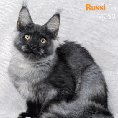 Mèo Maine Coon nhập Nga