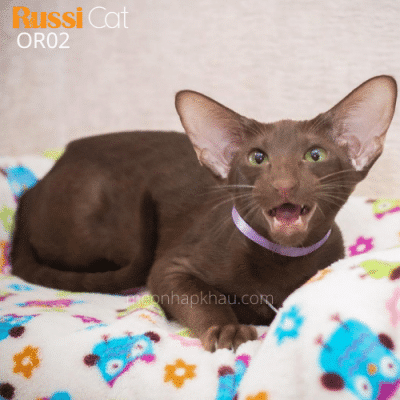 Mèo Oriental cái nhập Nga