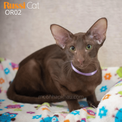 Mèo Oriental cái nhập Nga
