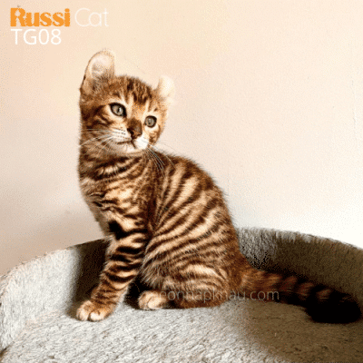 Mèo Toyger nhập Nga