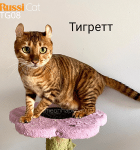 Mèo Toyger nhập Nga