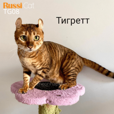 Mèo Toyger nhập Nga