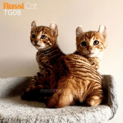 Mèo Toyger nhập Nga