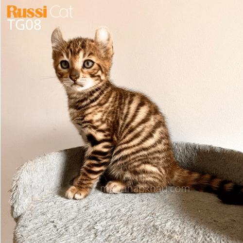 Mèo Toyger nhập Nga
