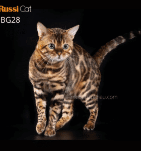 Mèo bengal brown nhập Nga