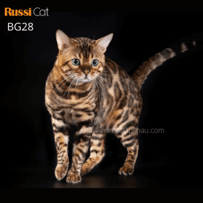 Mèo bengal brown nhập Nga