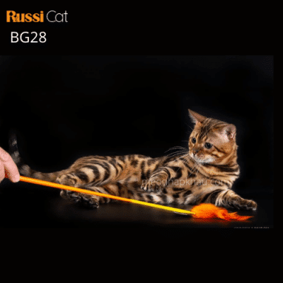 Mèo bengal brown nhập Nga