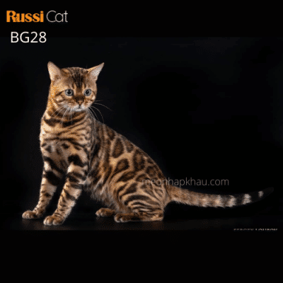 Mèo bengal brown nhập Nga
