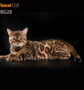 Mèo bengal brown nhập Nga