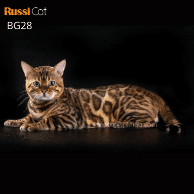 Mèo bengal brown nhập Nga