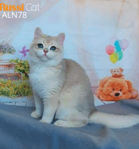 Mèo golden ay12 nhập Nga