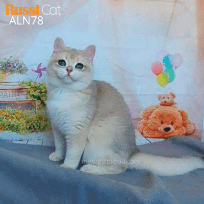 Mèo golden ay12 nhập Nga