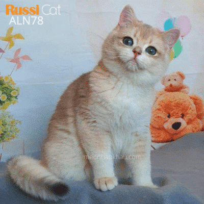 Mèo golden ay12 nhập Nga