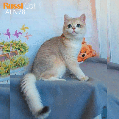 Mèo golden ay12 nhập Nga