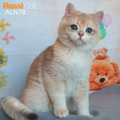 Mèo golden ay12 nhập Nga