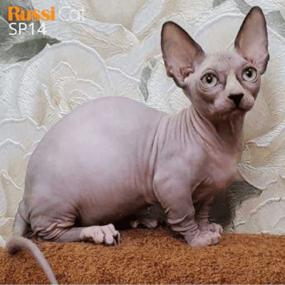 Mèo không lông chân ngắn