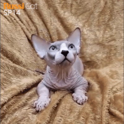 Mèo không lông chân ngắn