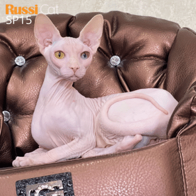 Mèo không lông mắt 2 màu