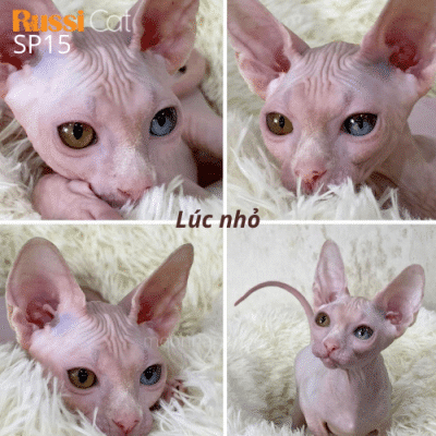 Mèo không lông mắt 2 màu