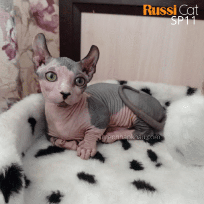 Mèo không lông (mèo Ai Cập), cái nhập Nga